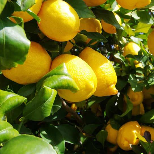 Citrus Limon amalphitanusc (Citron Amalfi Sfusato) Pot de 4 litres - 30/50 cm