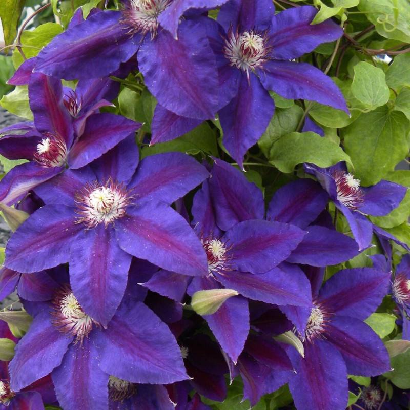 Clématite Wildfire à fleurs Bleue - feuillage Caduc - Pot de 1,5L - Tuteur bambou 30/60 cm- hauteur à maturité De 2,50 m à 3,00 m