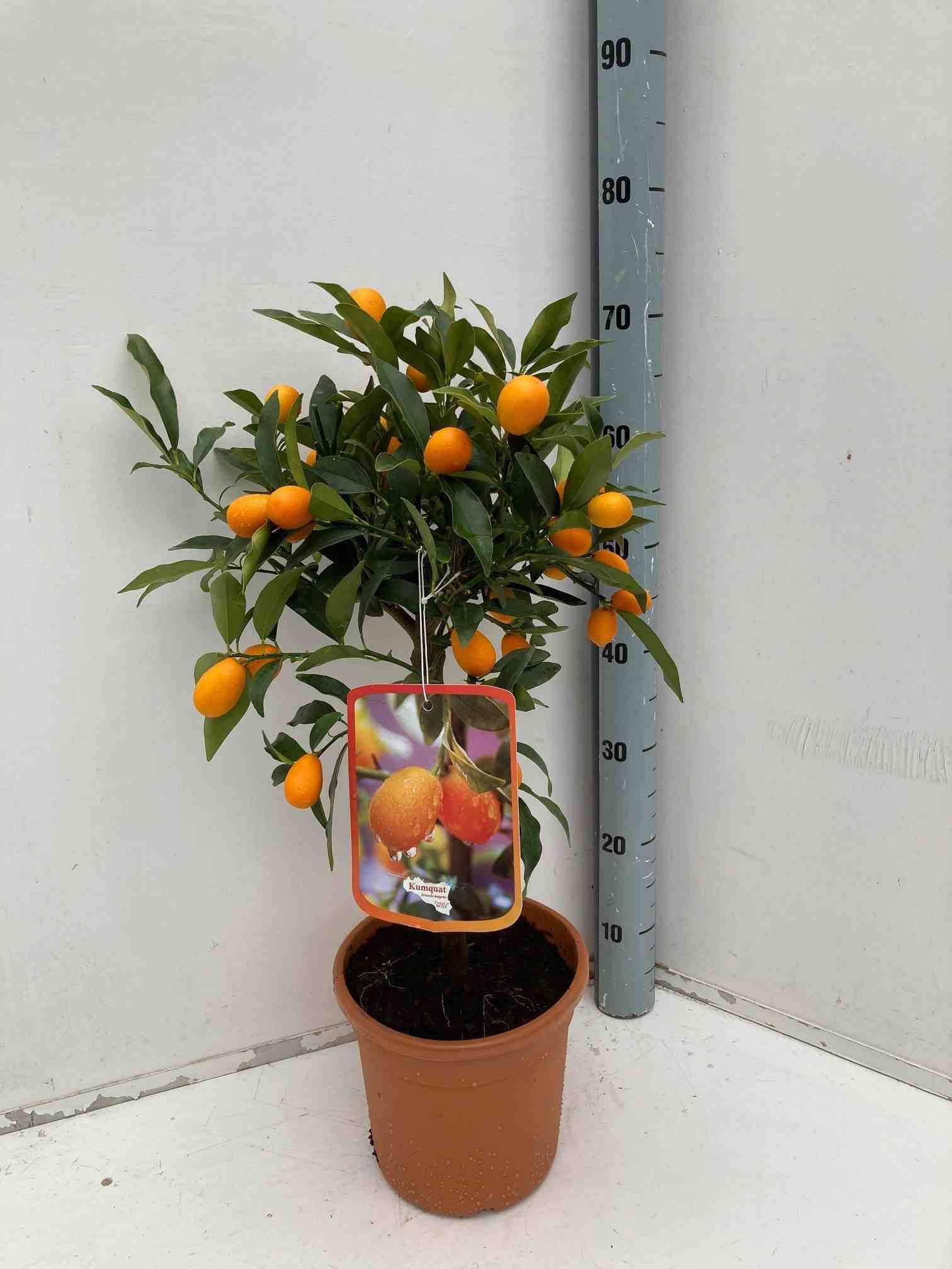 Citrus kumquat agrumes ADULTE (Fortunella margarita) Couleur floraison:Blanc - Taille:Pot de 80L - 150/175cm -20/30 péri