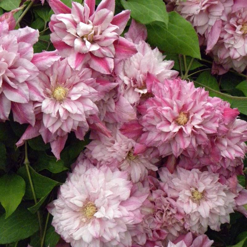 Clématite Patricia Ann Fretwell® 'Pafar' à fleurs Rose - feuillage Caduc - Pot de 3L - Echelle bambou 60/120 cm- hauteur à maturité De 2,00 m à 2,50