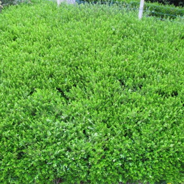Chèvrefeuille à cupule pileata, Lonicera – Pot de 3L – 20/40 cm Chèvrefeuille à cupule pileata, Lonicera – Pot de 3L – 20/40 cm