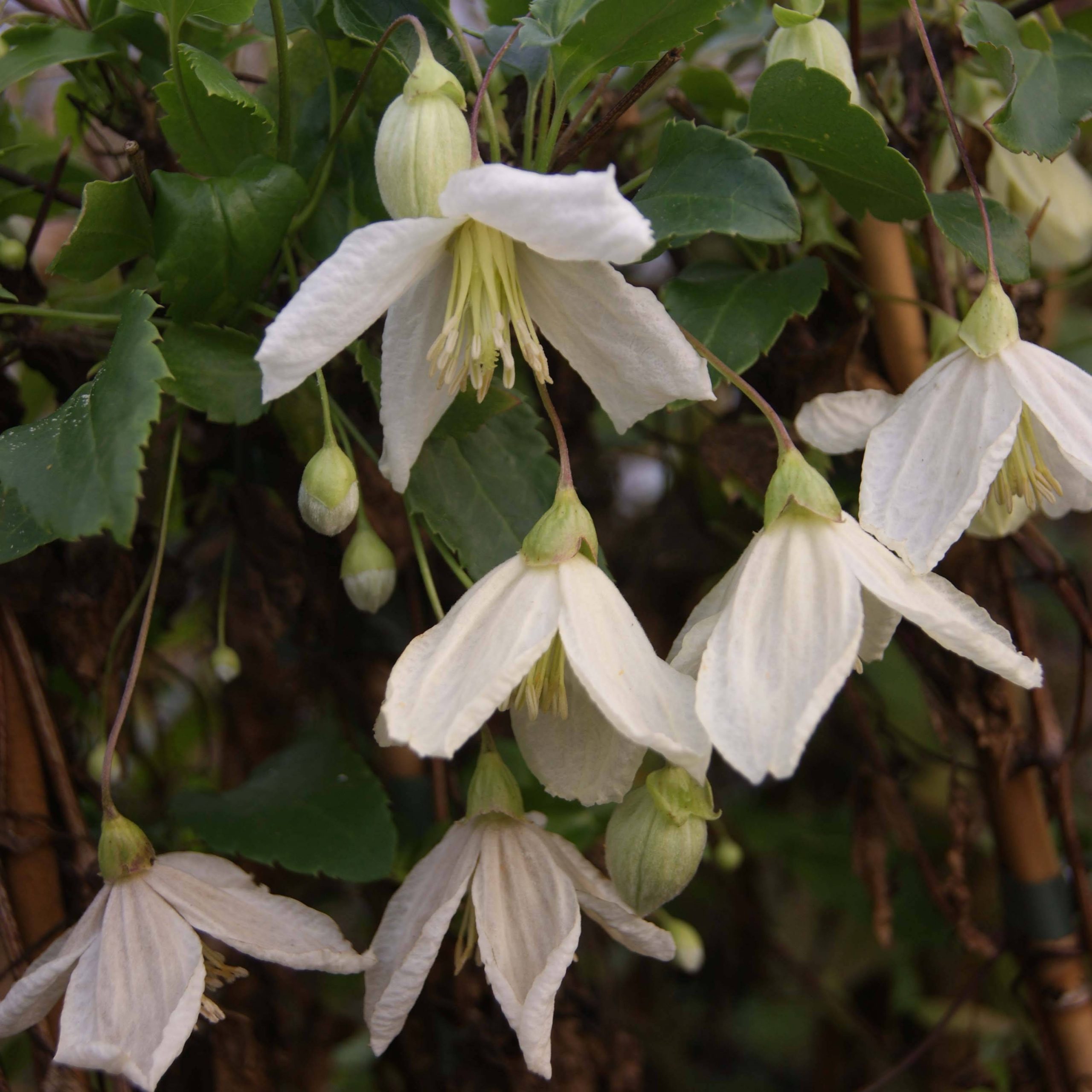 Clématite - Clematis cirrhosa Jingle Bells Pot de 2L/3L