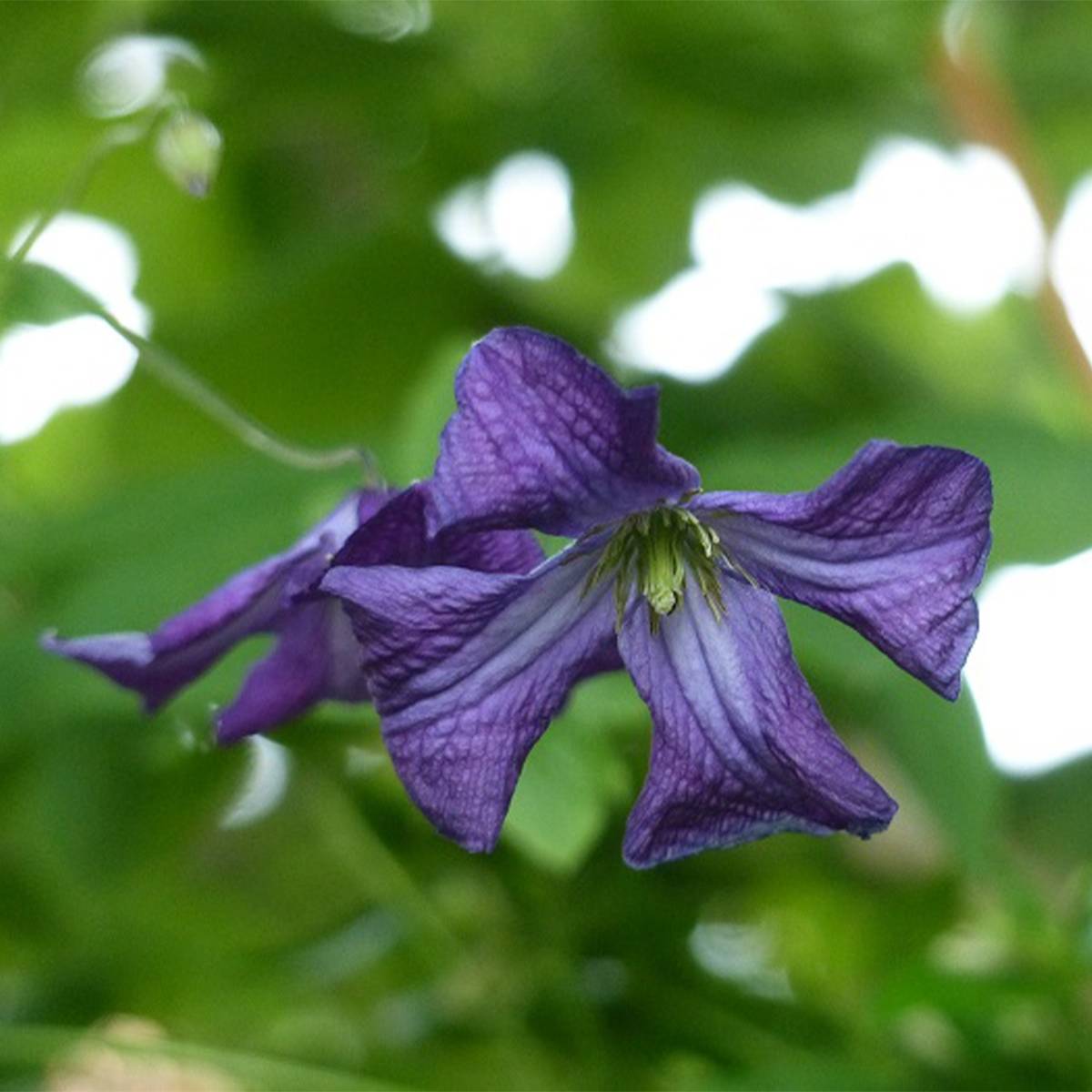 Clématite italienne - Clematis viticella Pot de 1,5L/2L