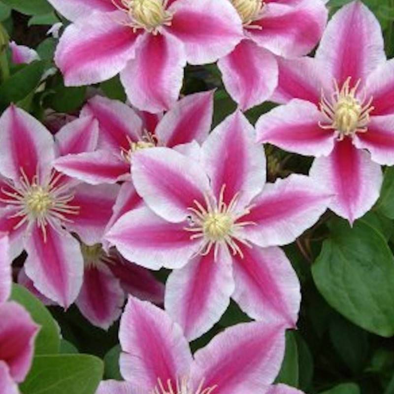 Clématite Angela® 'zoang' à fleurs Rose - feuillage Caduc - Pot de 2L - Tuteur bambou 60/90 cm- hauteur à maturité De 2,50 m à 3,00 m