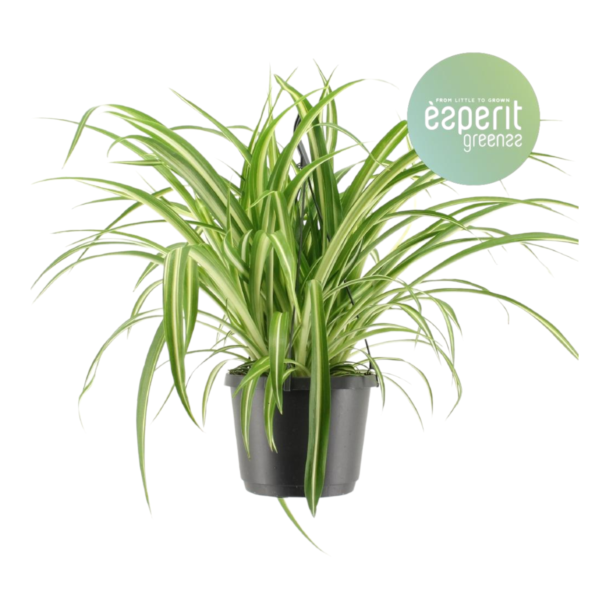 Chlorophytum variegata 30cm - Plante d'intérieur- La Green Touch