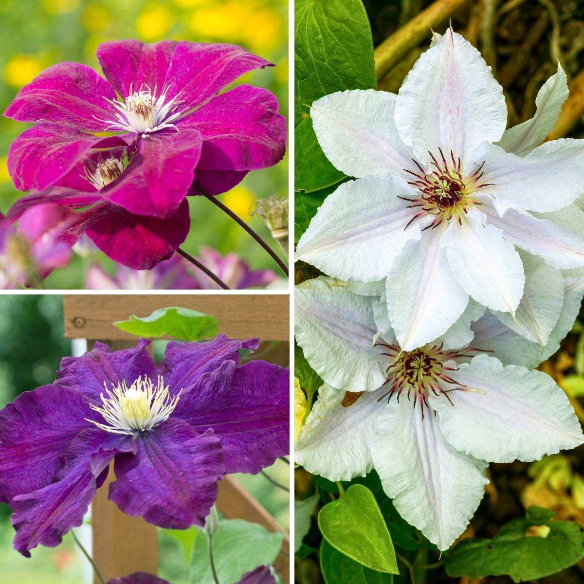 Clématite - Clematis Three Sisters tricolore Pot de 6L/7L
