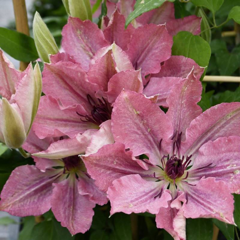 Clématite Sarah Elisabeth™ 'Evipo098' à fleurs Rose - feuillage Caduc - Pot de 2,5L - Echelle bambou 30/60 cm- hauteur à maturité De 1,00 m à 1,50 m