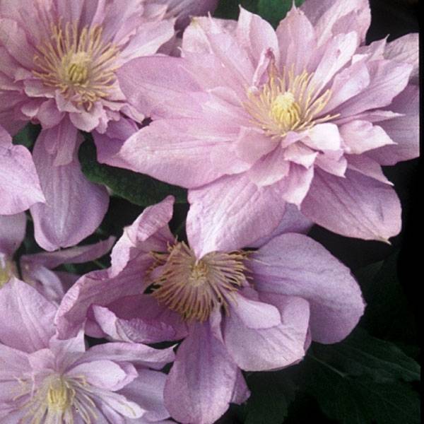 Clématite - Clematis Proteus Godet de 8/9 cm