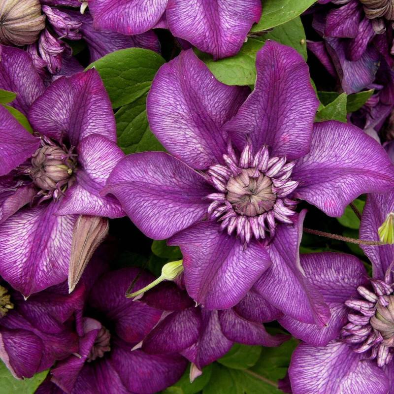 Clématite florida Cassis™ 'Evipo020' à fleurs Blanche - feuillage Caduc - Pot de 1,5L - Tuteur bambou 30/60 cm- hauteur à maturité De 2,50 m à 3,00 m