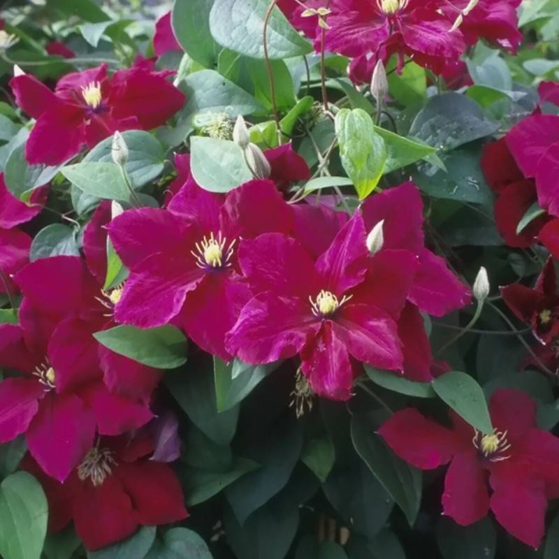 Clématite Rosemoor™ 'Evipo002' à fleurs Rouge - feuillage Caduc - Pot de 1,5L - Tuteur bambou 30/60 cm- hauteur à maturité De 2,00 m à 2,50 m