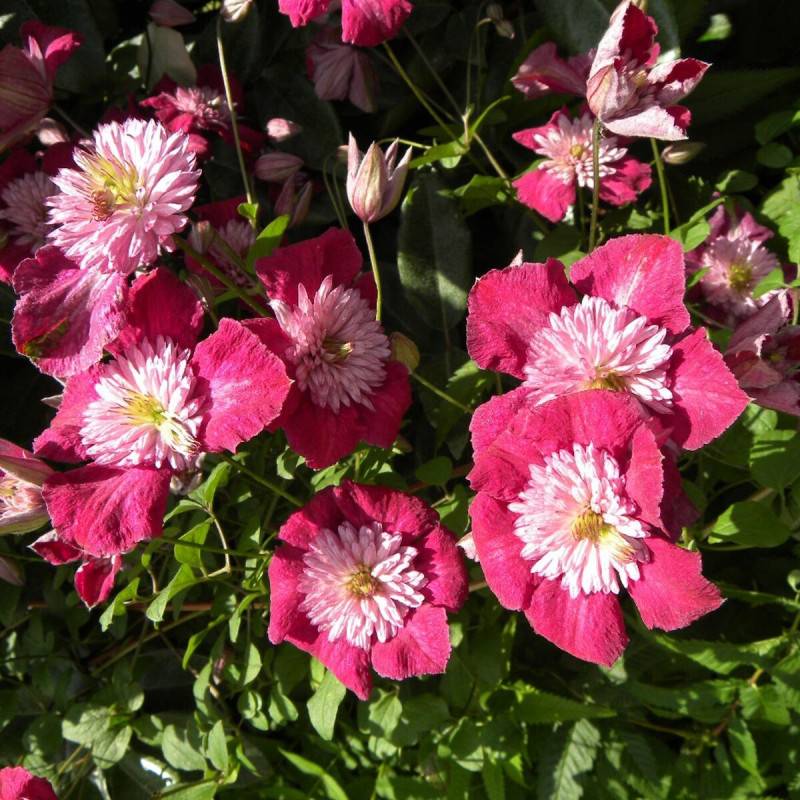 Clématite viticella Avant Garde™ 'Evipo033' à fleurs Rouge - feuillage Caduc - Pot de 1,3L - Tuteur bambou 30/60 cm- hauteur à maturité De 3,00 m à 5