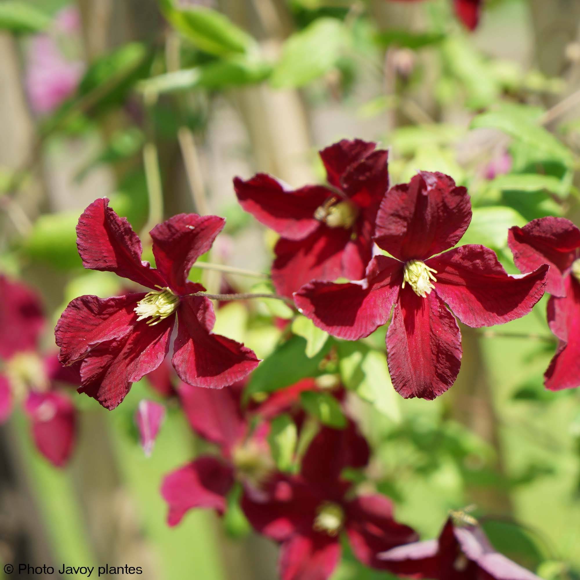 Clématite - Clematis viticella Burning Love Pot de 2L/3L