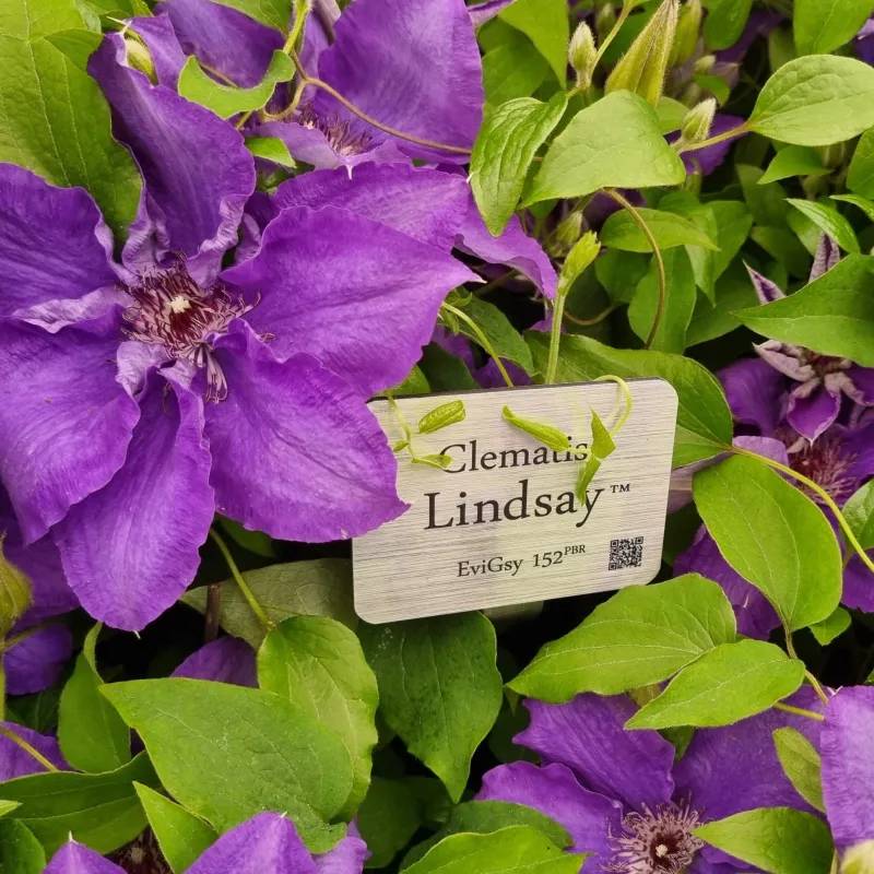 Clématite Lindsay™ 'EviGsy152' à fleurs Bleue - feuillage Caduc - Pot de 1,5L - Tuteur bambou 30/60 cm- hauteur à maturité De 1,00 m à 1,50 m