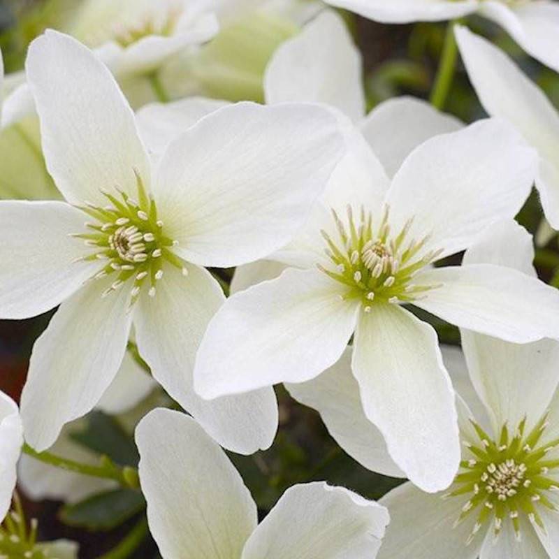 Clématite cartmanii Kimiko™ 'Evipo066' à fleurs Blanche - feuillage Persistant - Pot de 1,5L - Tuteur bambou 30/60 cm- hauteur à maturité De 1,00 m à