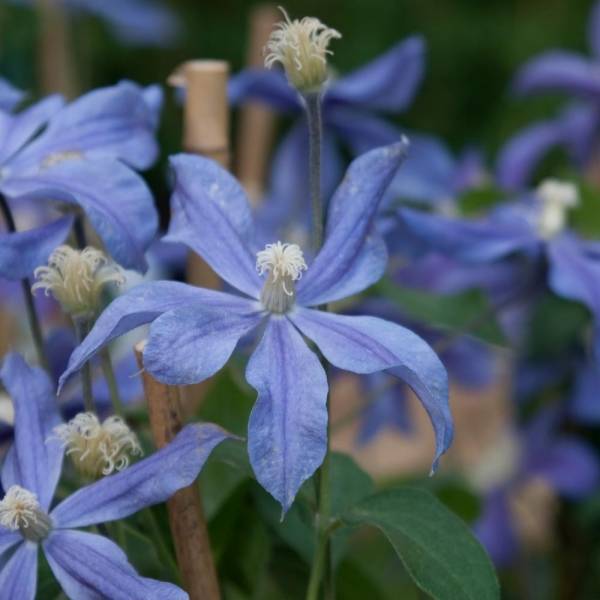 Clématite - Clematis Arabella Pot de 1,5L/2L