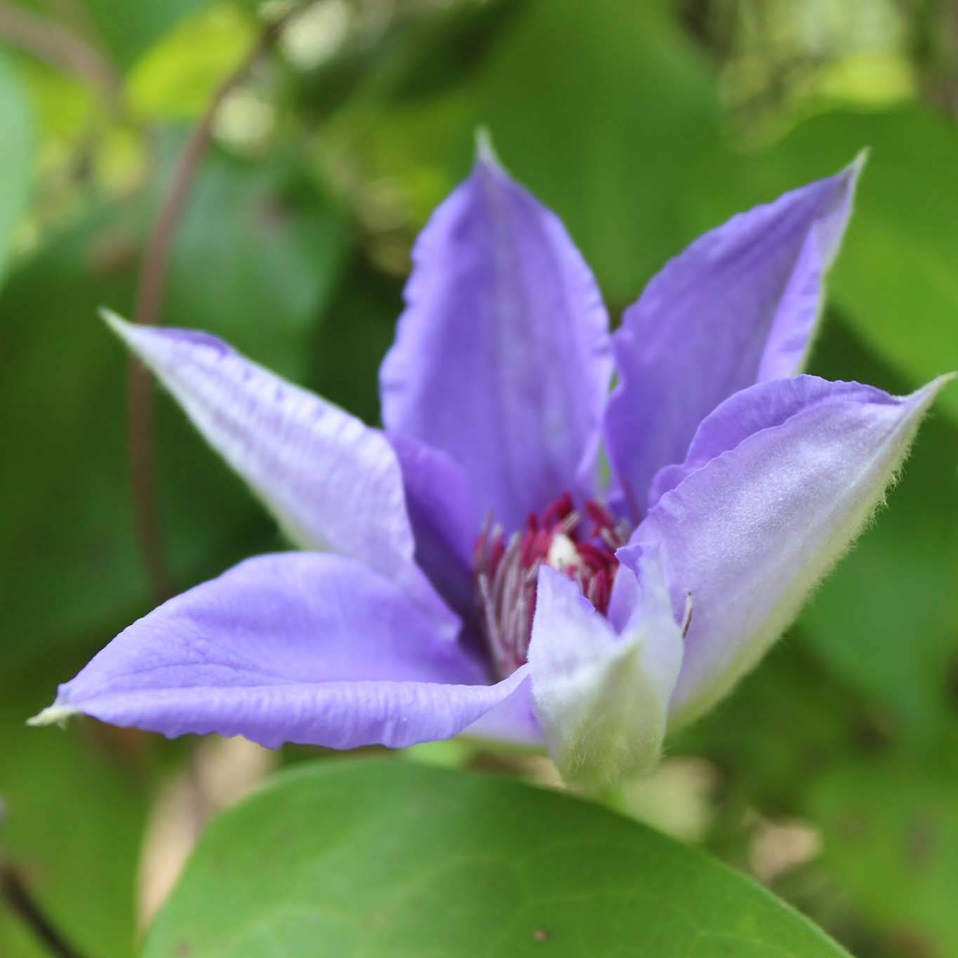 Clématite - Clematis Lawsoniana Pot de 1,5L/2L