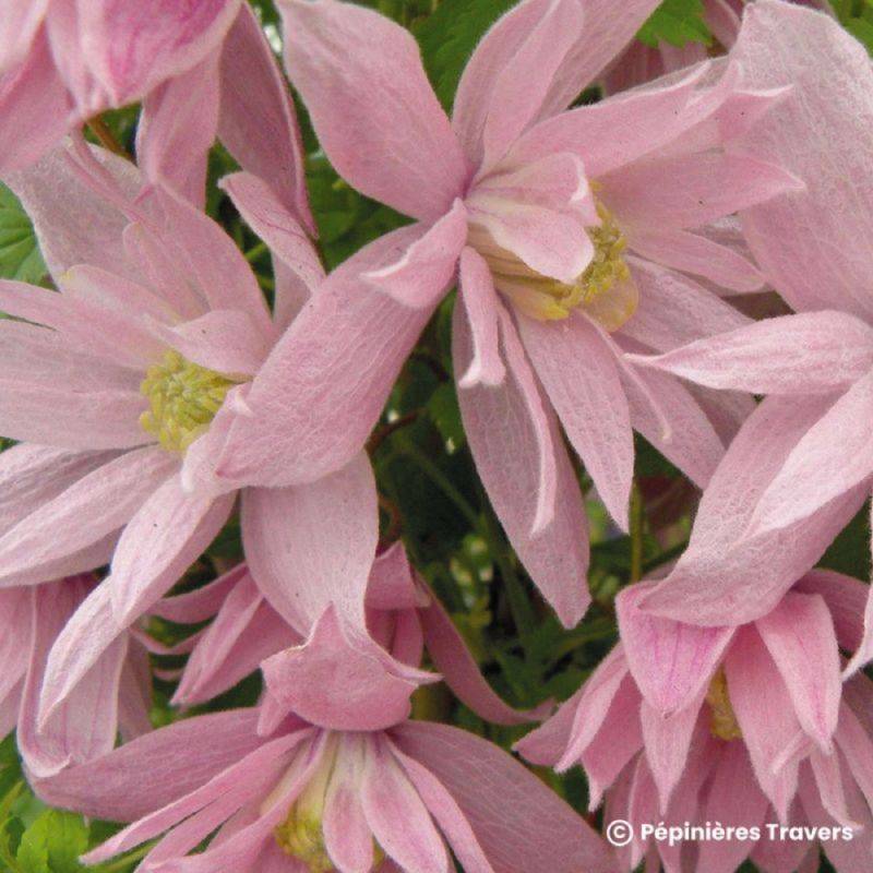 Clématite macropetala 'Markham's Pink' (Clematis macropetala 'Markham's Pink') - Conteneur 3L - Pépinières Naudet