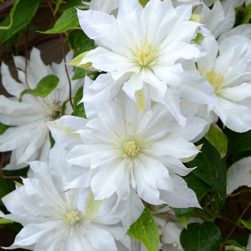Clématite - Clematis First Love Pot de 2L/3L