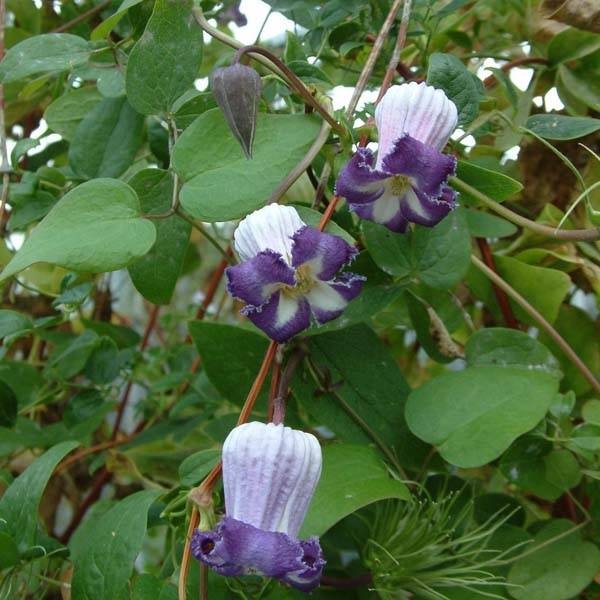 Clématite - Clematis pitcheri Pot de 2L/3L