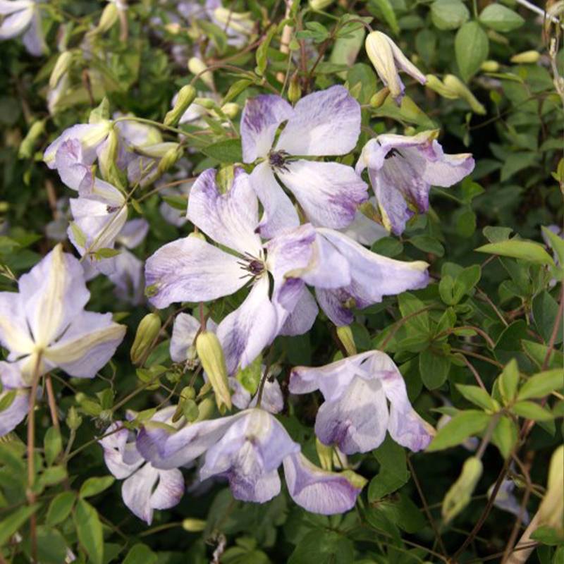 Clématite - Clematis viticella Caerulea Luxurians Pot de 2L/3L
