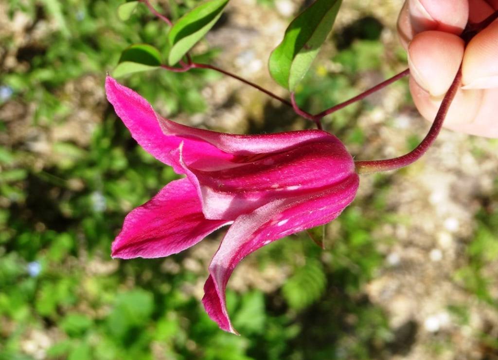 Clématite - Clematis texensis Princesse Diana Pot de 1,5L/2L