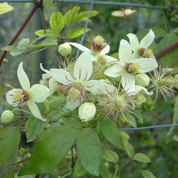 Clématite - Clematis tangutica Grace Pot de 2L/3L