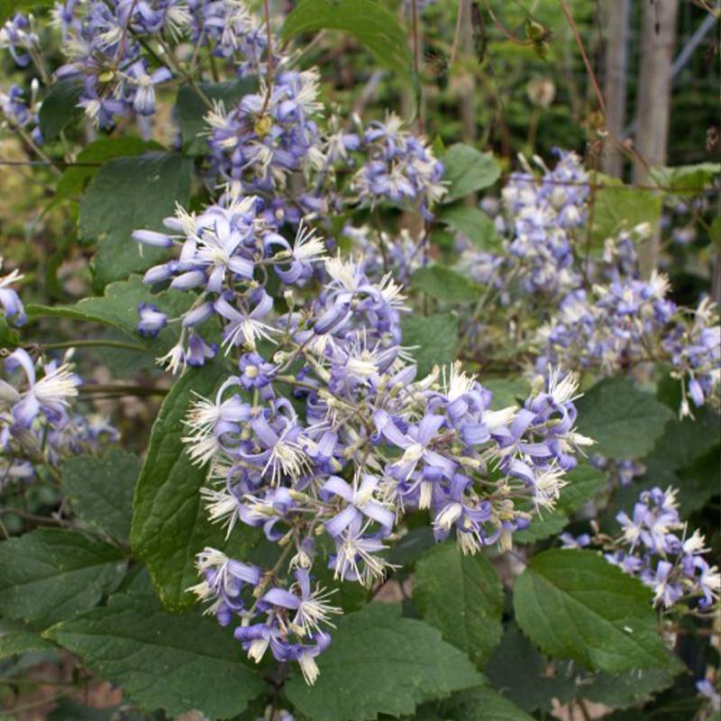 Clématite - Clematis I am Stanislaus Pot de 2L/3L
