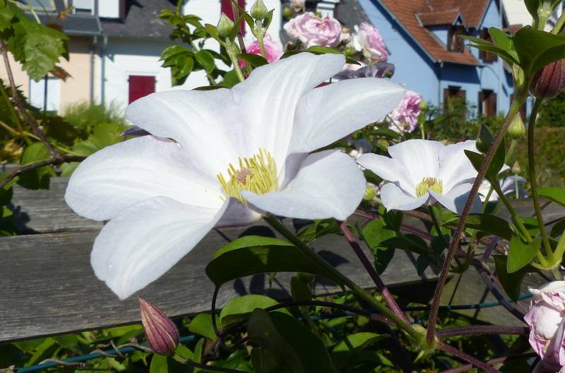 Clématite - Clematis Huldine Pot de 2L/3L