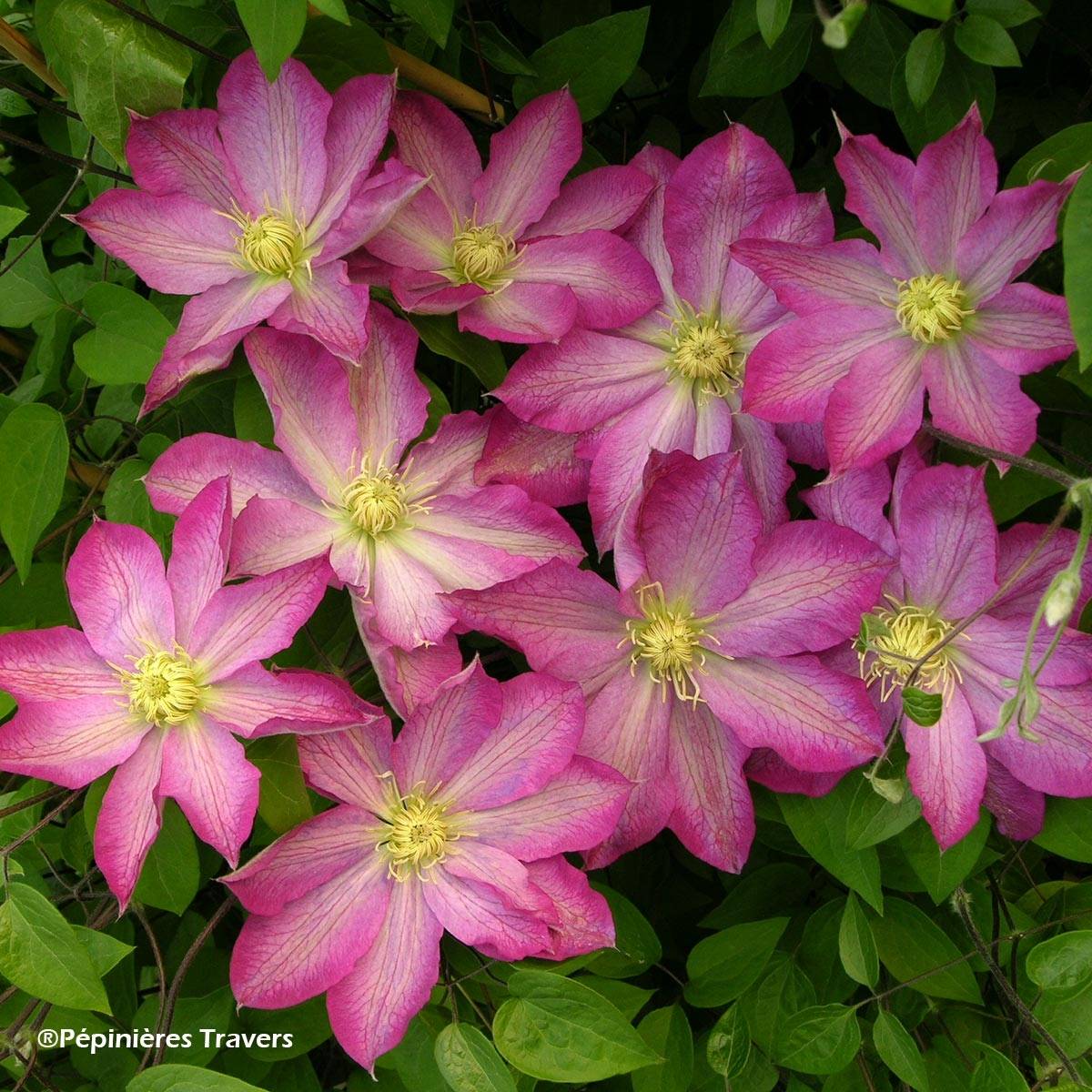 Clématite - Clematis Asao Pot de 2L/3L