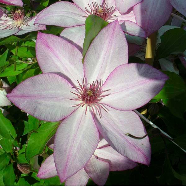 Clématite - Clematis Omoshiro Pot de 2L/3L