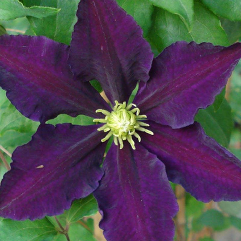 Clématite - Clematis The Vagabond Pot de 2L/3L