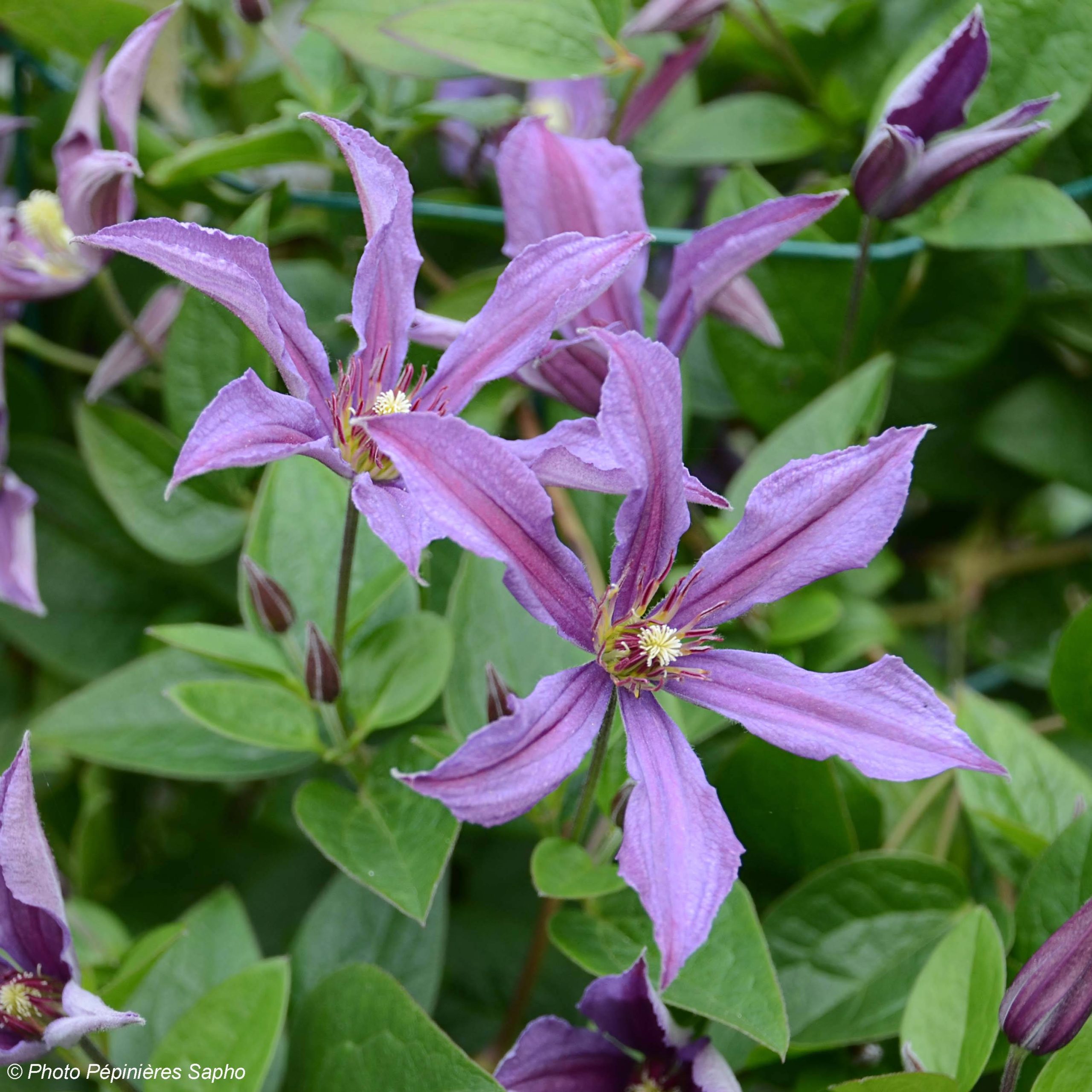 Clématite - Clematis Saphyra Estrella Godet de 8/9 cm