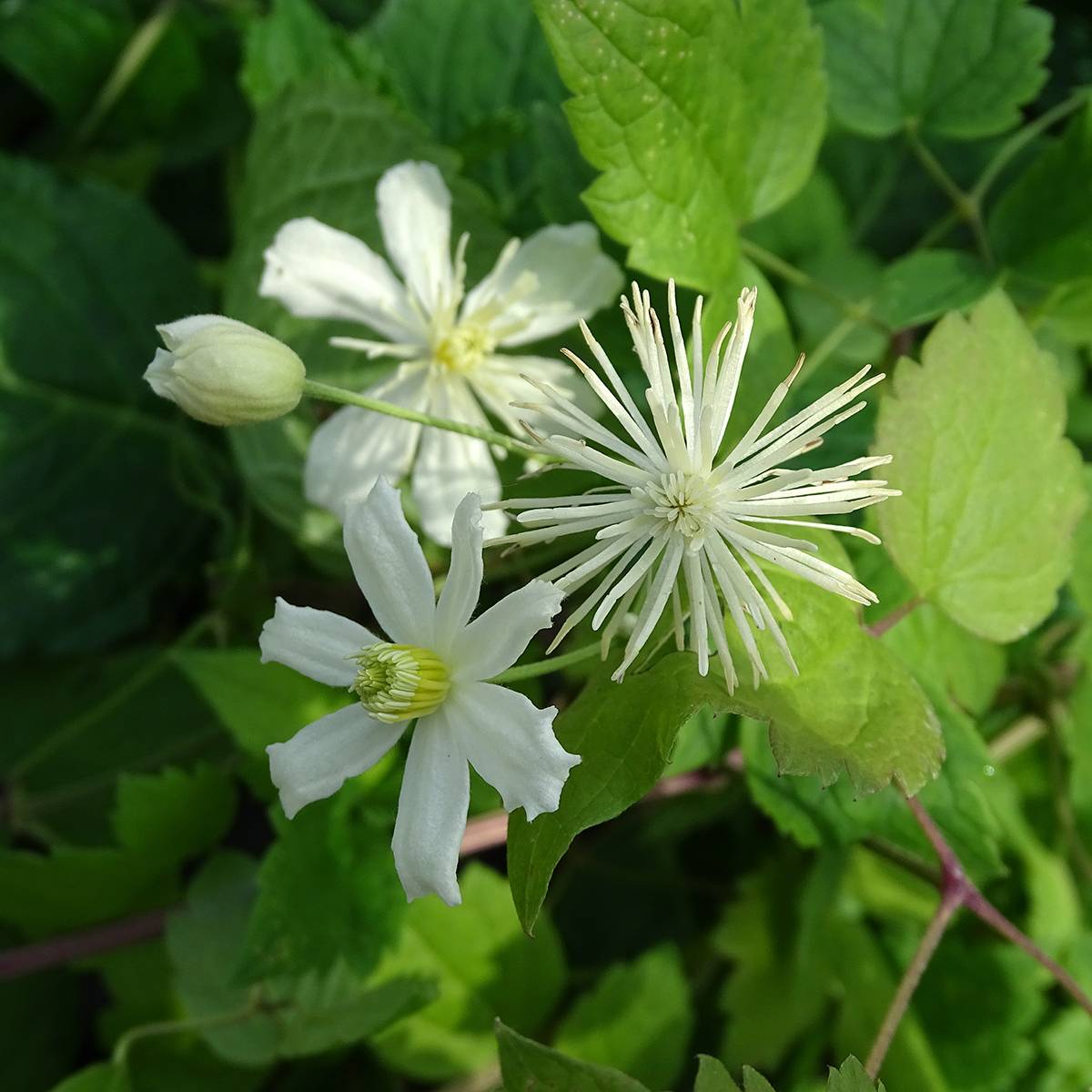 Clématite - Clematis fargesii Summersnow Pot de 2L/3L