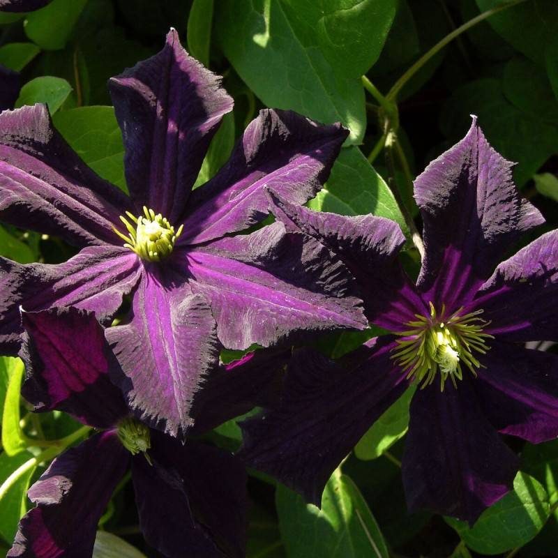 Clématite Romantika à fleurs Violette - feuillage Caduc - Pot de 3L - Echelle bambou 60/120 cm- hauteur à maturité De 3,00 m à 5,00 m