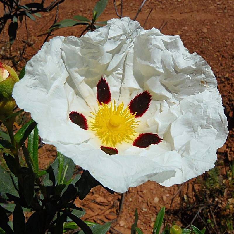 Ciste des Corbière, Cistus à fleurs Blanche - feuillage Persistant - Pot de 4L - 40/60 cm- hauteur à maturité De 0,50 m à 1,00 m