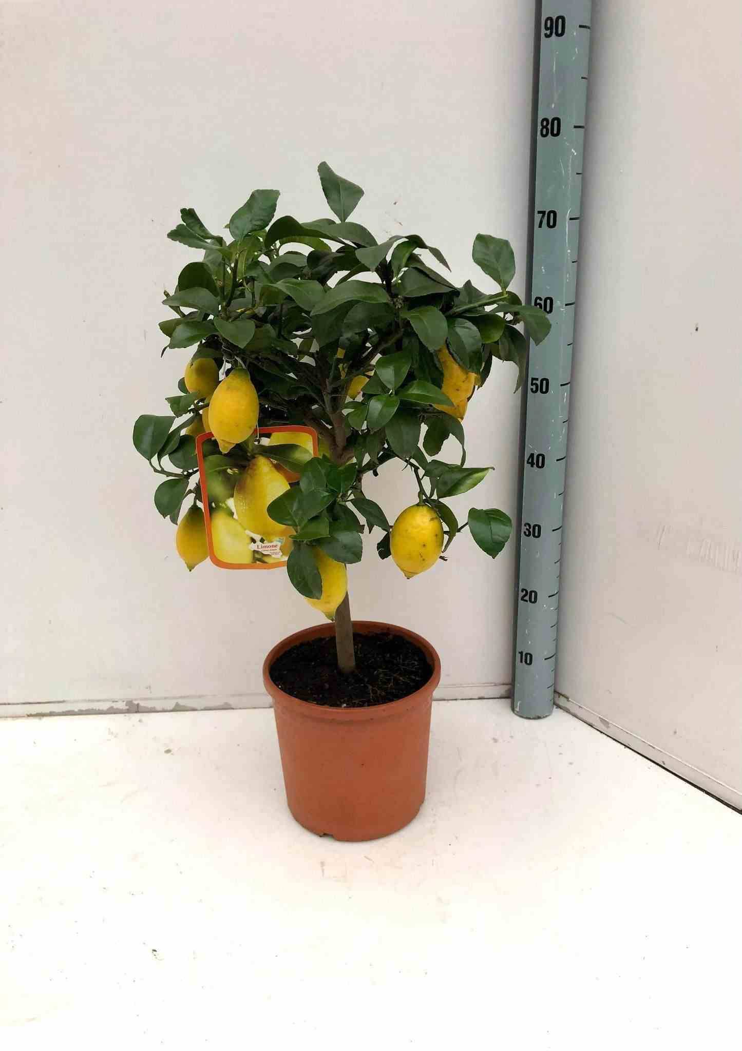 Citrus limon ADULTE (citronnier) Couleur floraison:Blanc - Taille:Pot de 90L peri de tronc 30/40cm Hauteur 150/175 cm