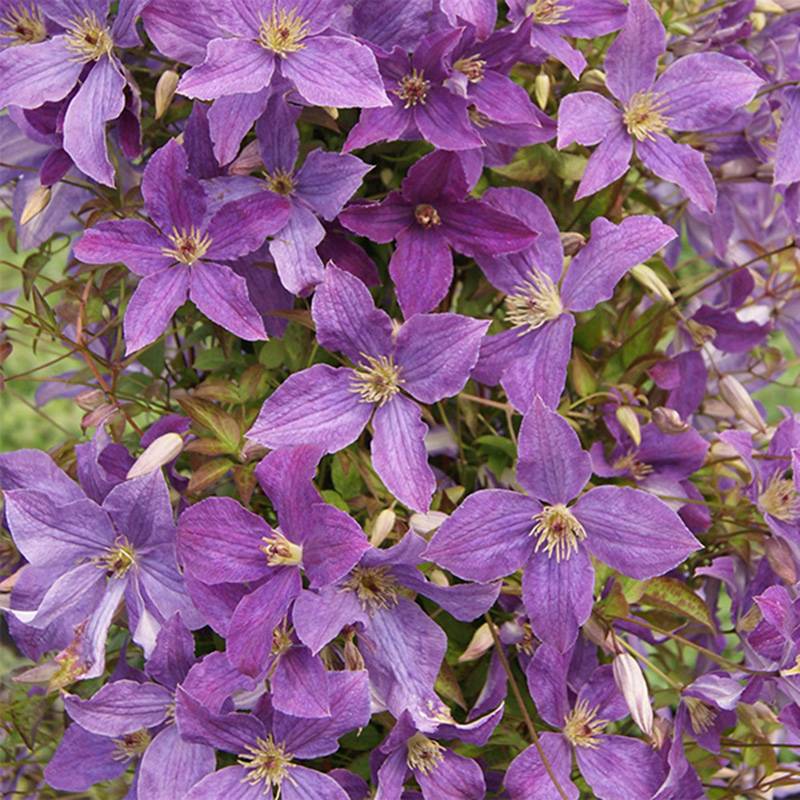 Clématite - Clematis viticella Sunny Sky Pot de 2L/3L