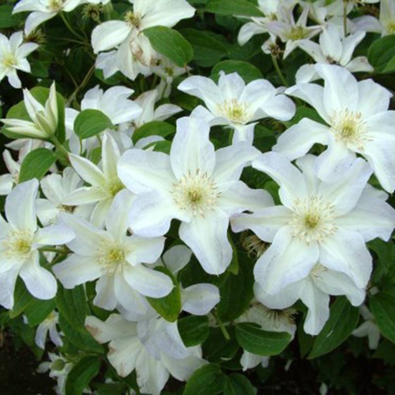 Clématite - Clematis Yukikomachi Pot de 2L/3L