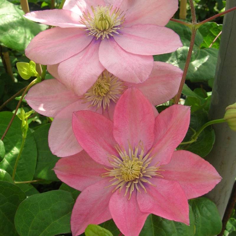 Clématite Petite Sirène à fleurs Rose - feuillage Caduc - Pot de 1,5L - Tuteur bambou 30/60 cm- hauteur à maturité De 2,00 m à 2,50 m