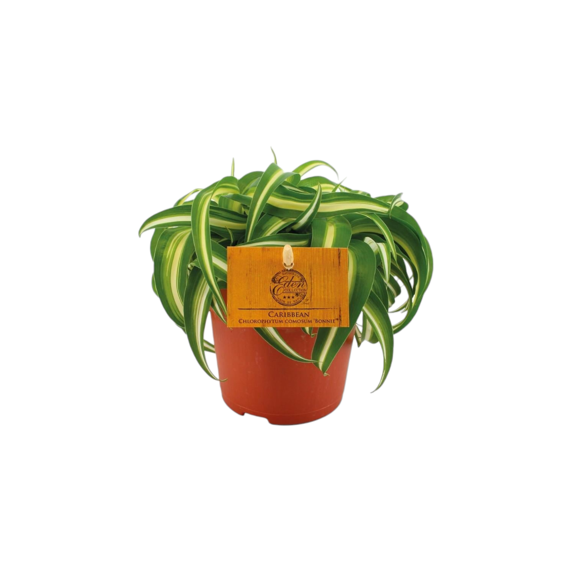 Chlorophytum Bonnie 15cm - Plante d'intérieur- La Green Touch