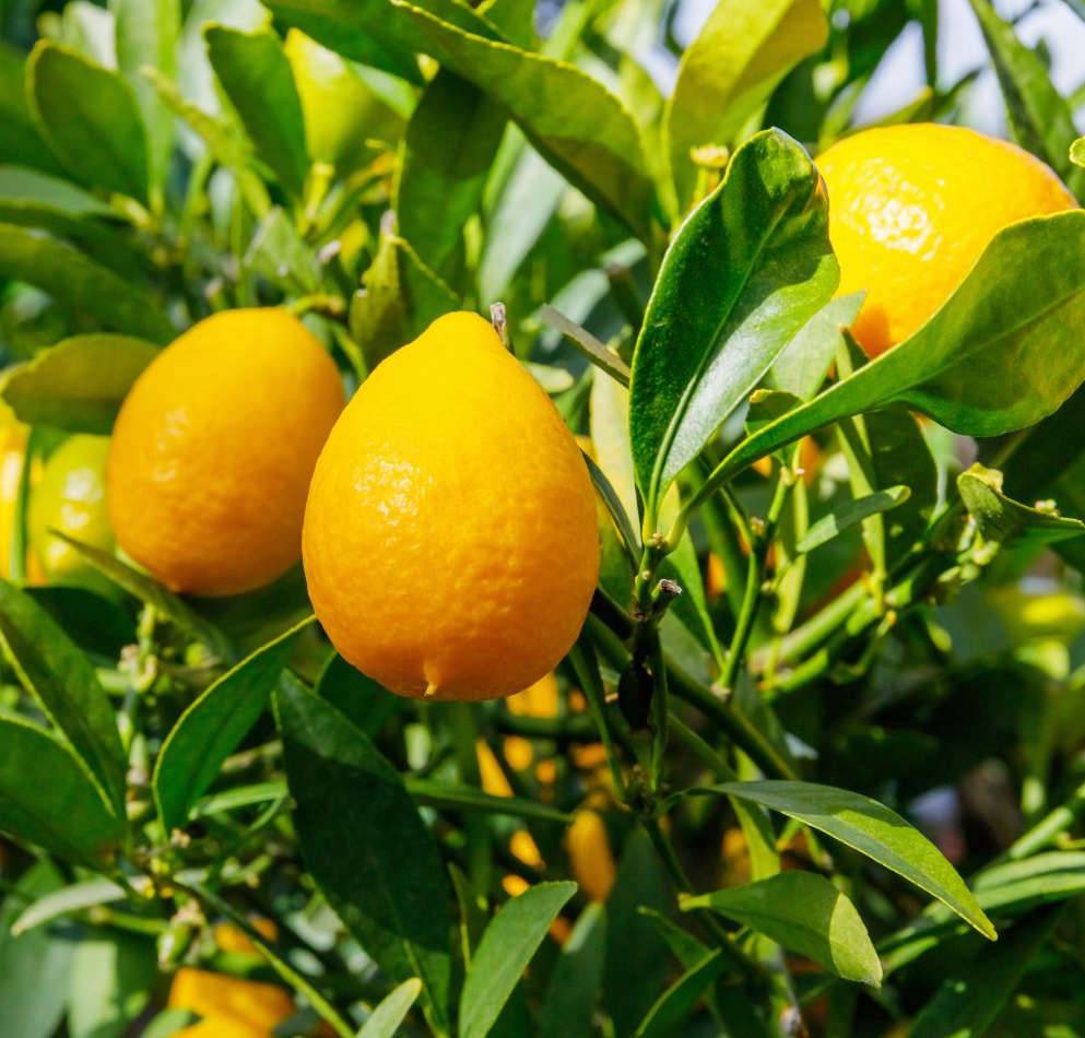 Citrus floridana (Hybride entre citron vert et kumquat)