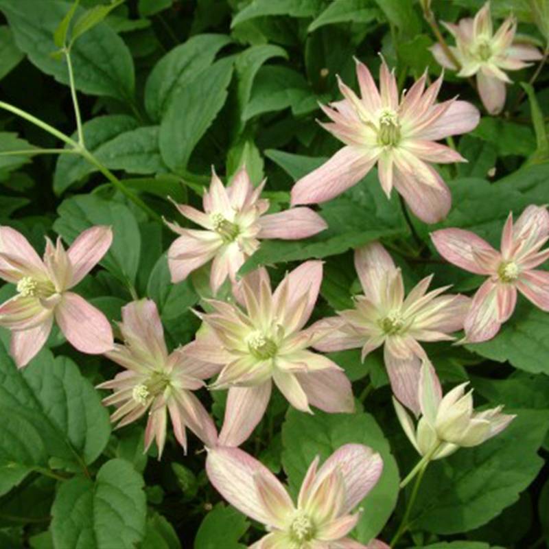Clématite - Clematis montana Marjorie Godet de 8/9 cm