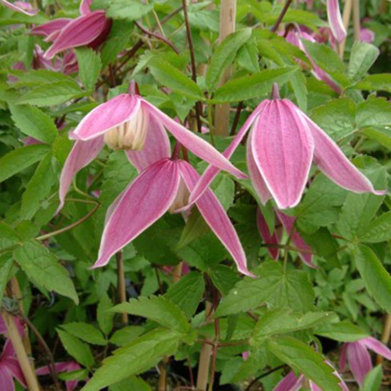 Clématite - Clematis Columella Pot de 2L/3L
