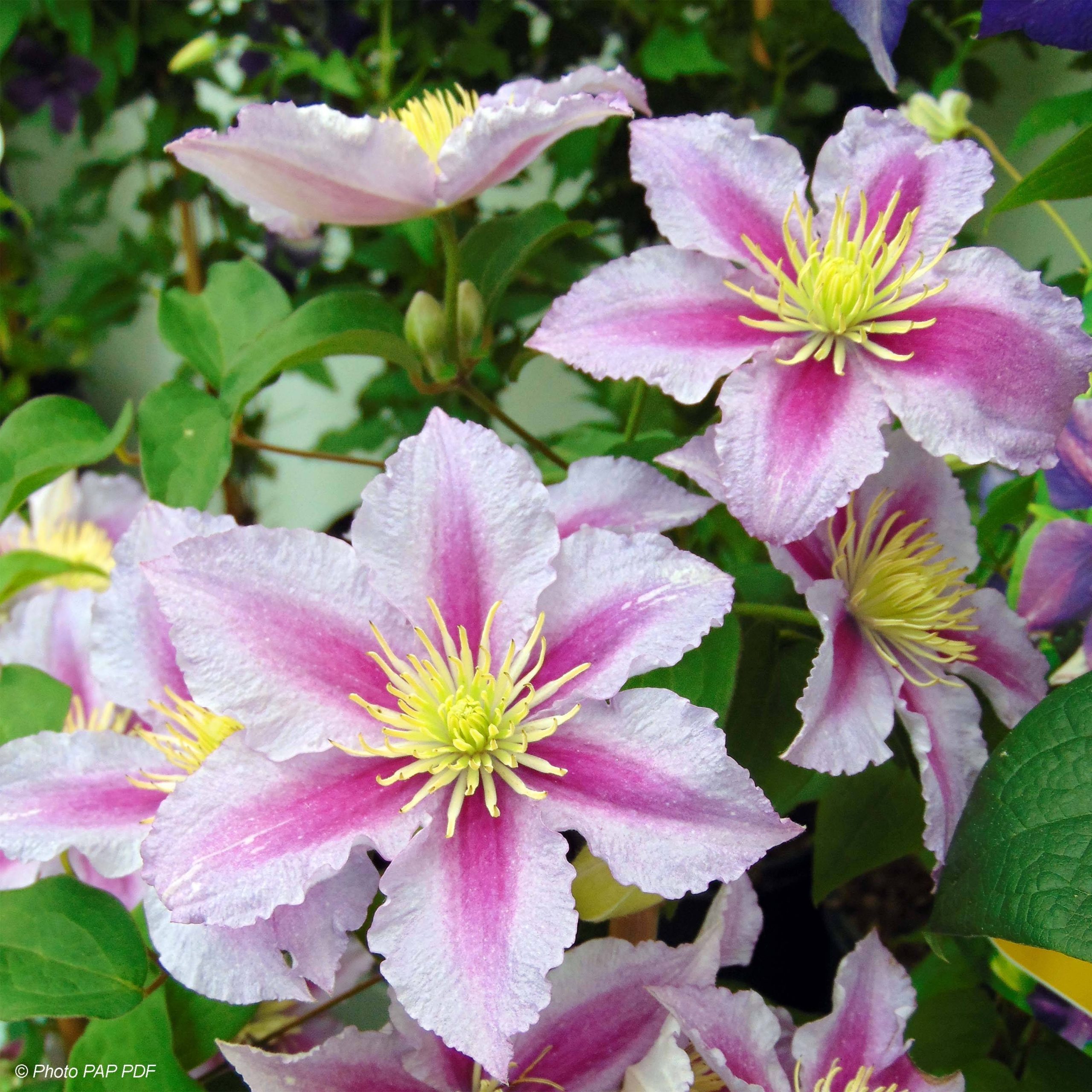 Clématite - Clematis Piilu Godet de 8/9 cm