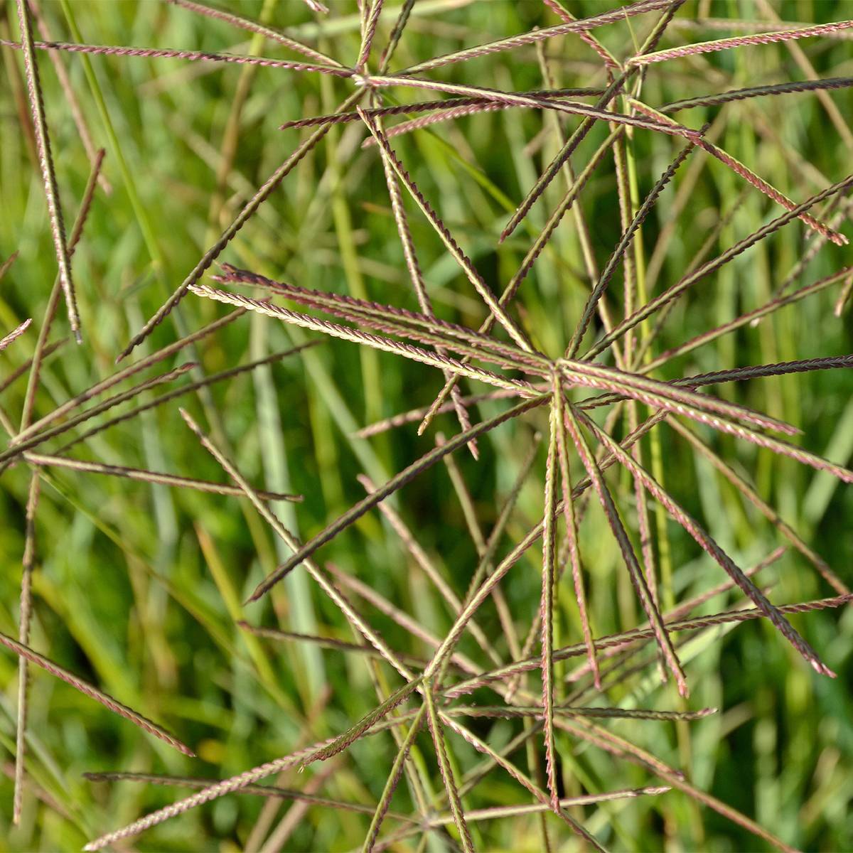 Chloris distichophylla Godet de 8/9 cm