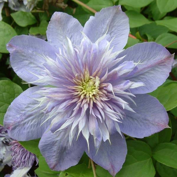Clématite - Clematis Blue Light Pot de 1,5L/2L