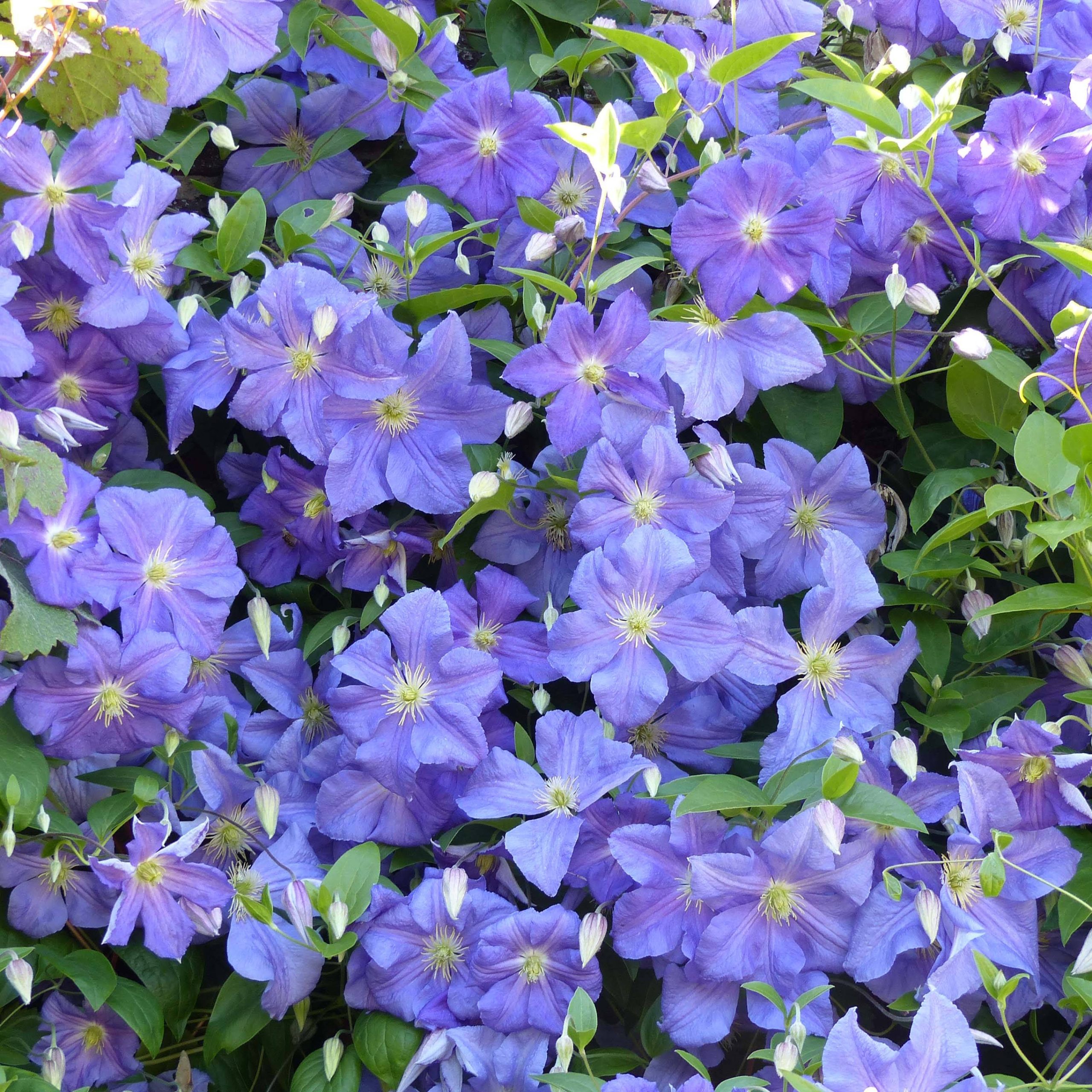 Clématite - Clematis viticella Perle d'Azur Pot de 2L/3L