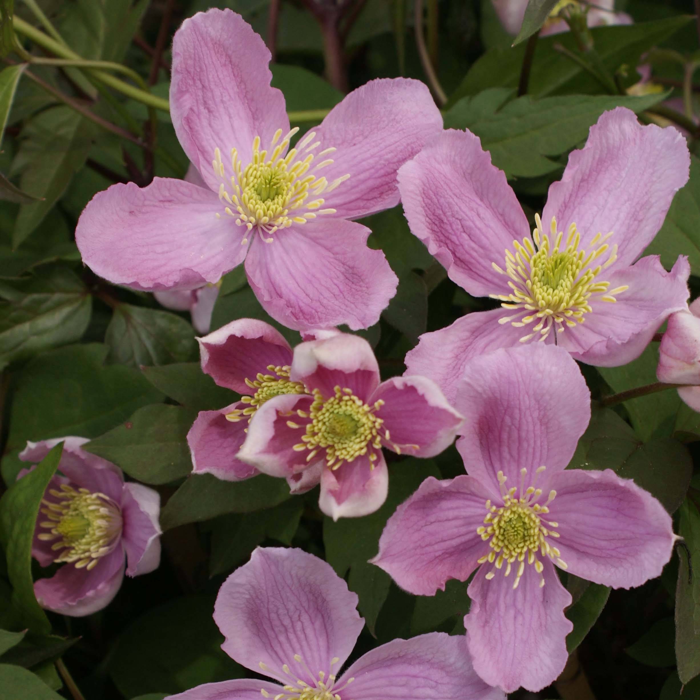 Clématite - Clematis montana Tetrarose Pot de 2L/3L