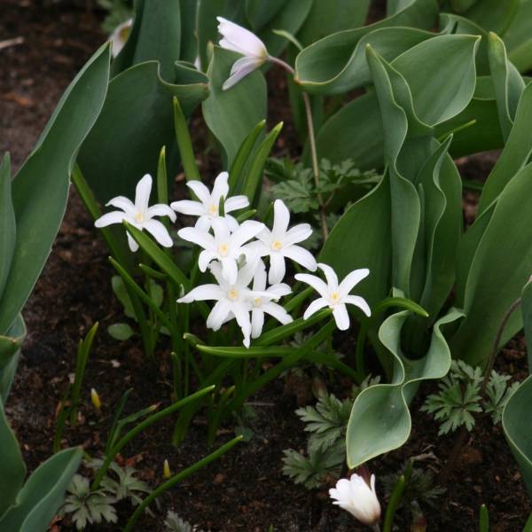 Chionodoxa luciliae Alba Bulbe calibre 5+ (par 25)