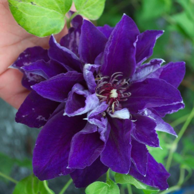 Clématite Shin-shigyoku à fleurs Bleue - feuillage Caduc - Pot de 2L - Tuteur bambou 60/90 cm- hauteur à maturité De 1,50 m à 2,00 m
